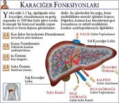 Karaciğer Fonksiyonları Nelerdir? Karaciğer Fonksiyonları Nelerdir?